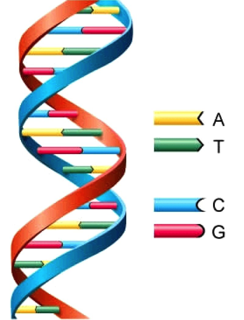 Schema met DNA-structuur